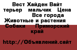 Вест Хайден Вайт терьер - мальчик › Цена ­ 35 000 - Все города Животные и растения » Собаки   . Приморский край